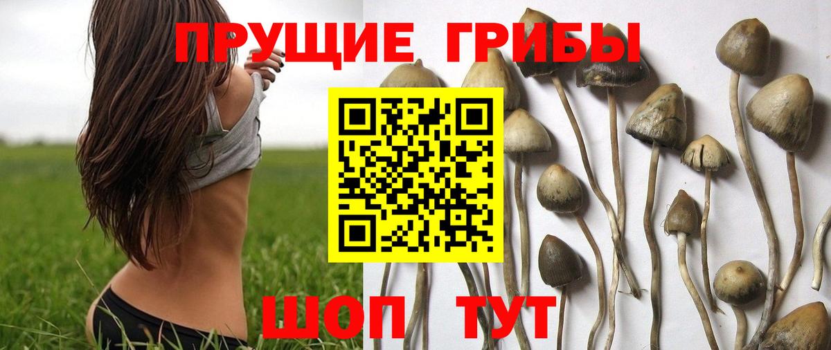 Псилоцибиновые грибы ЛСД Старая Купавна